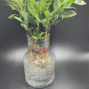 Biodegradable SAPs